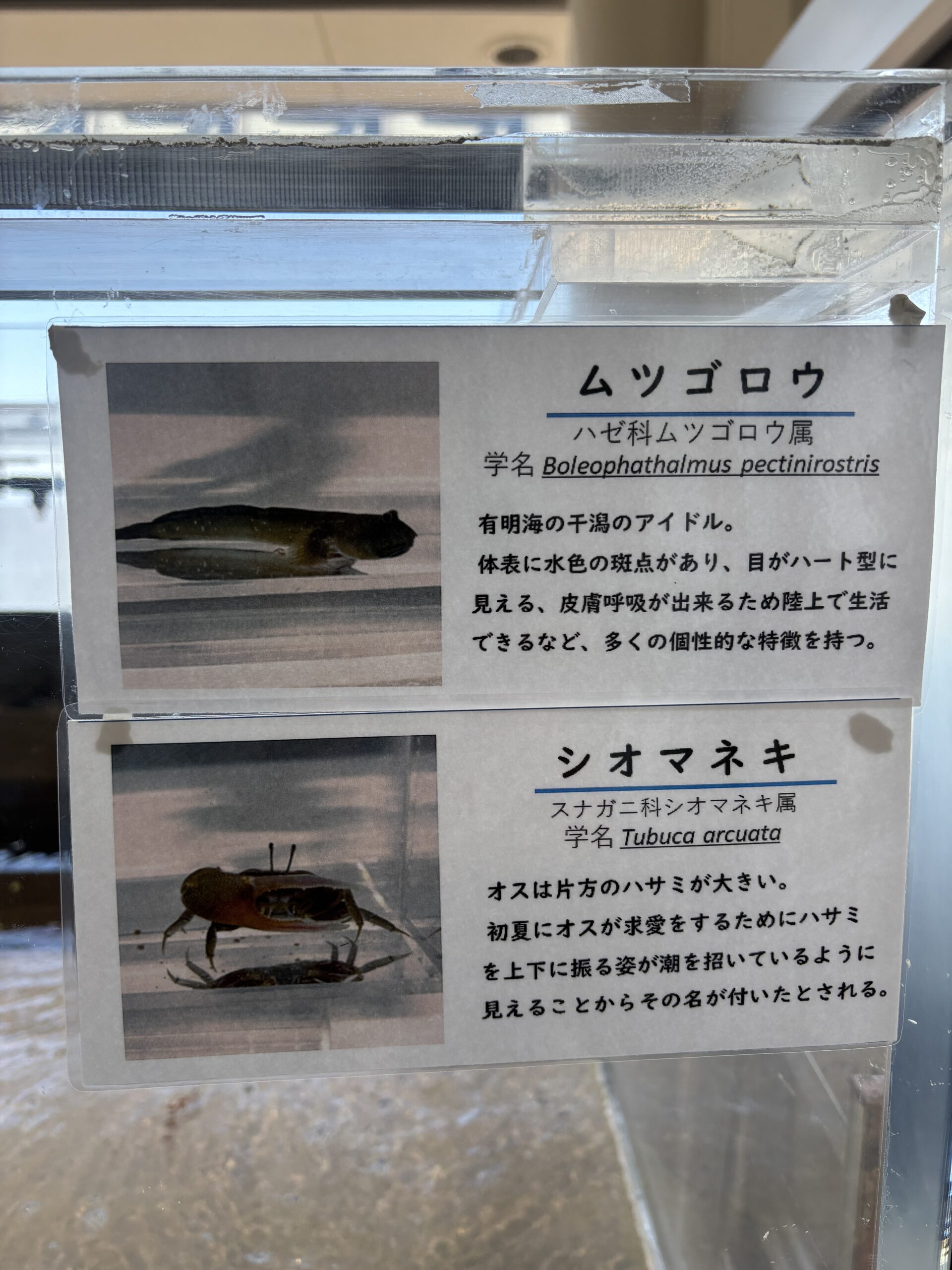 一つ目の水槽の説明✍️上がムツゴロウ、下がシオマネキで手書き＋ラミネートです🐡