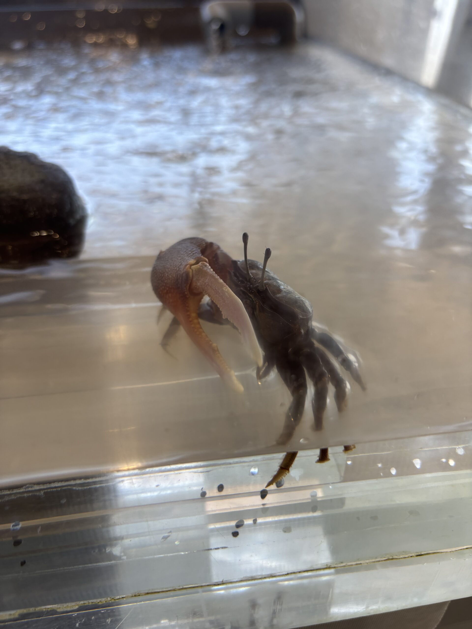 シオマネキの実物🦀左右のハサミの差がすごくて、片方が体と同じくらいあります👋