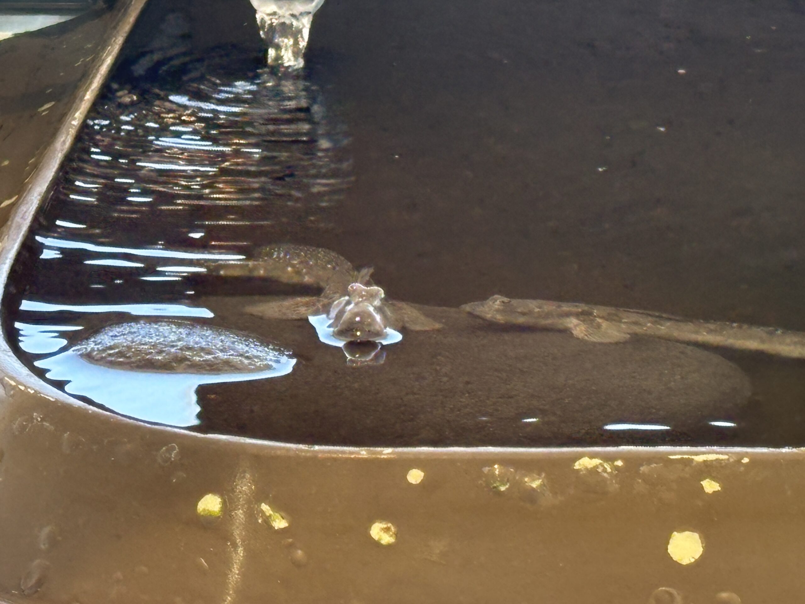 ムツゴロウの実物🐡泥を再現した浅い水槽に2匹　目が飛び出しているのが分かります👀