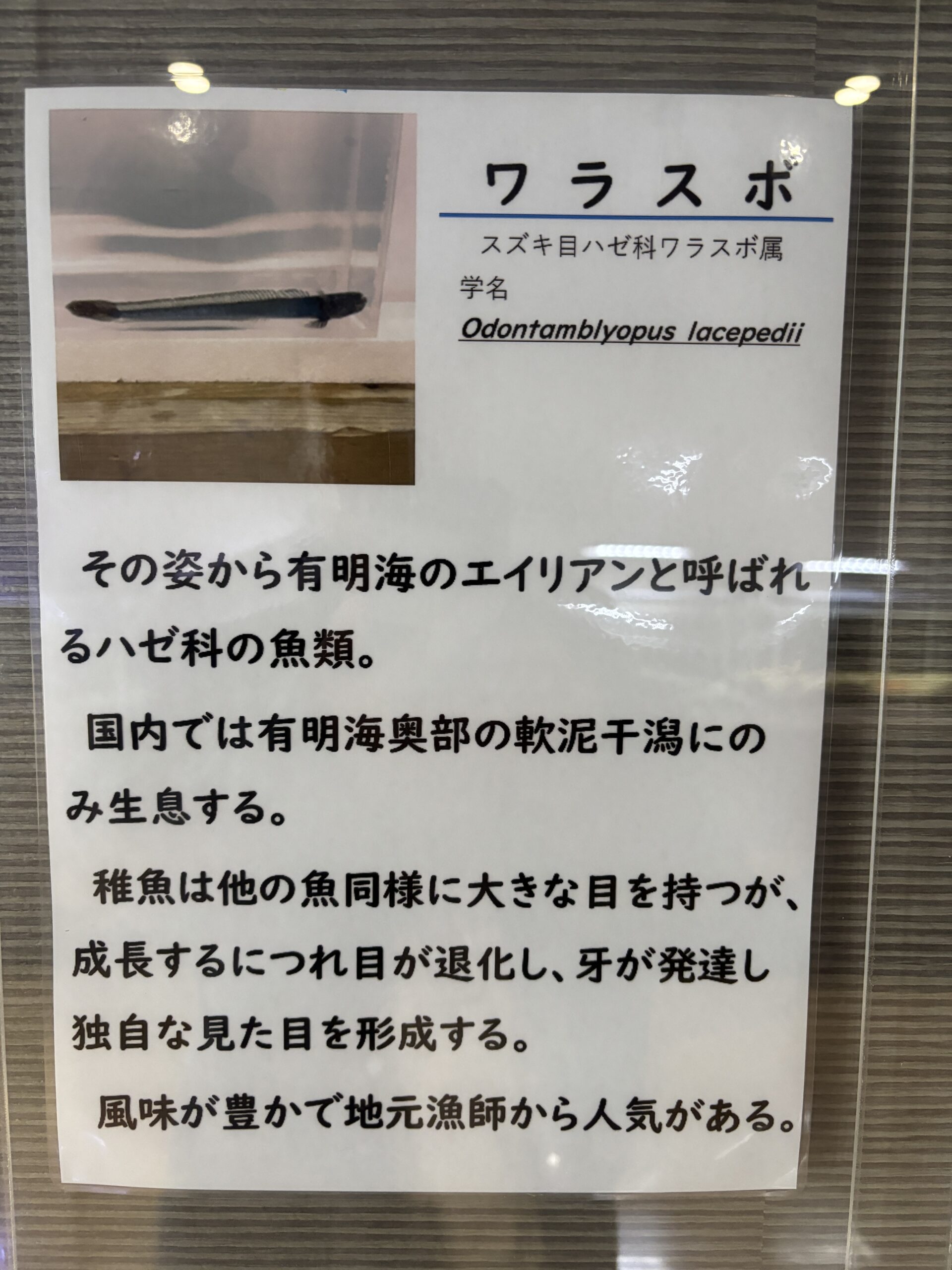 ワラスボの説明👽『有明海のエイリアン』と公式に書いてあります🦷
