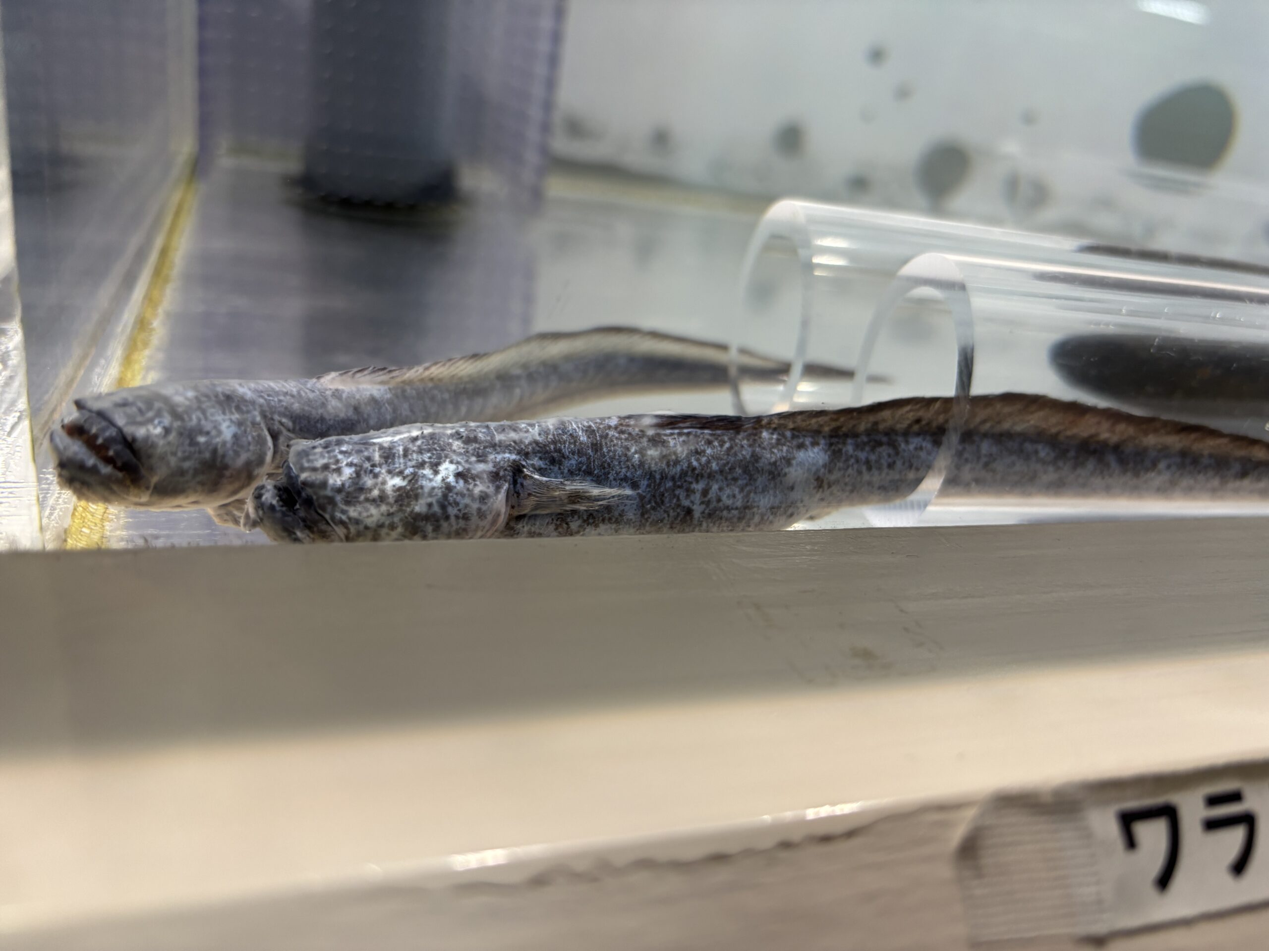 ワラスボの実物🦷口が半開きで牙が見えています　目はほぼ分かりません👽