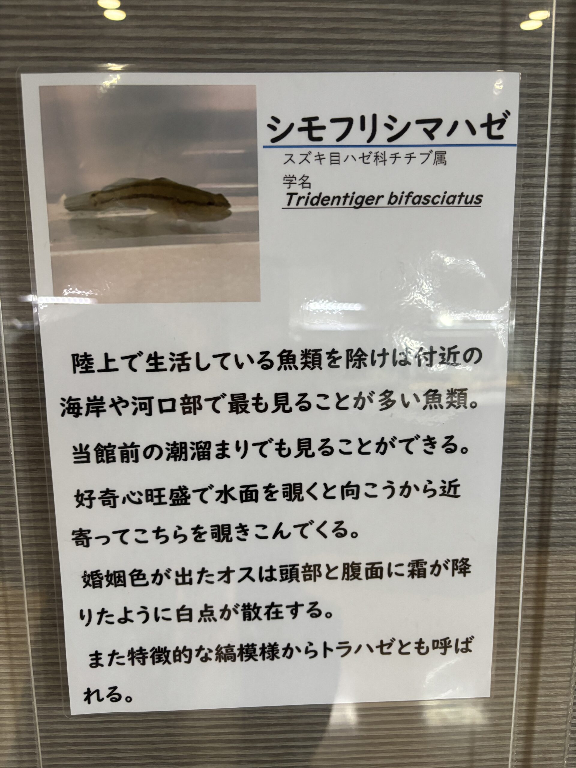 シモフリシマハゼの説明📖霜が降りたような白点、だからシモフリだそうです😌