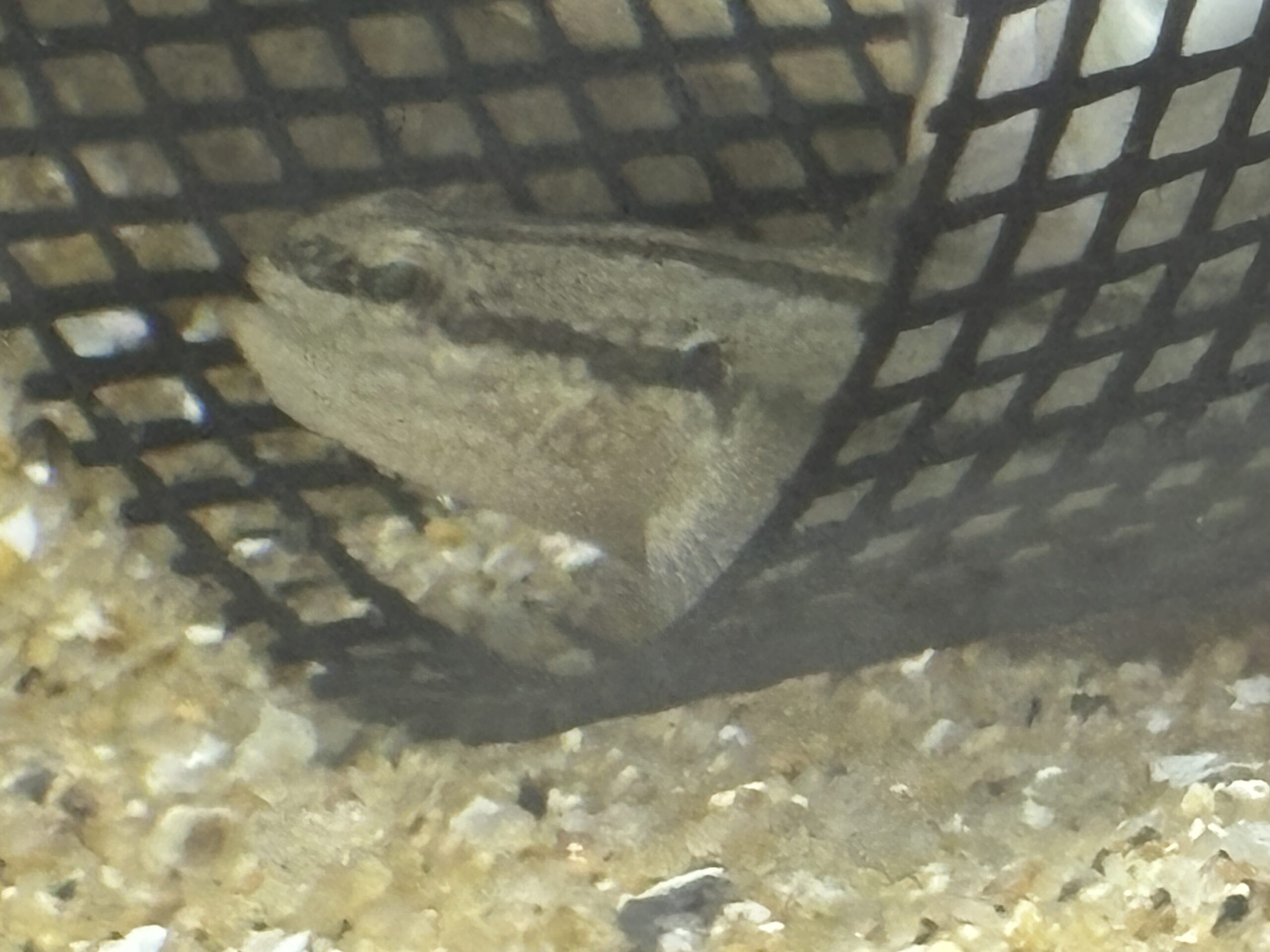 シモフリシマハゼの実物🐟網の中にぴたっと収まって、こちらを覗きこんでいます😊