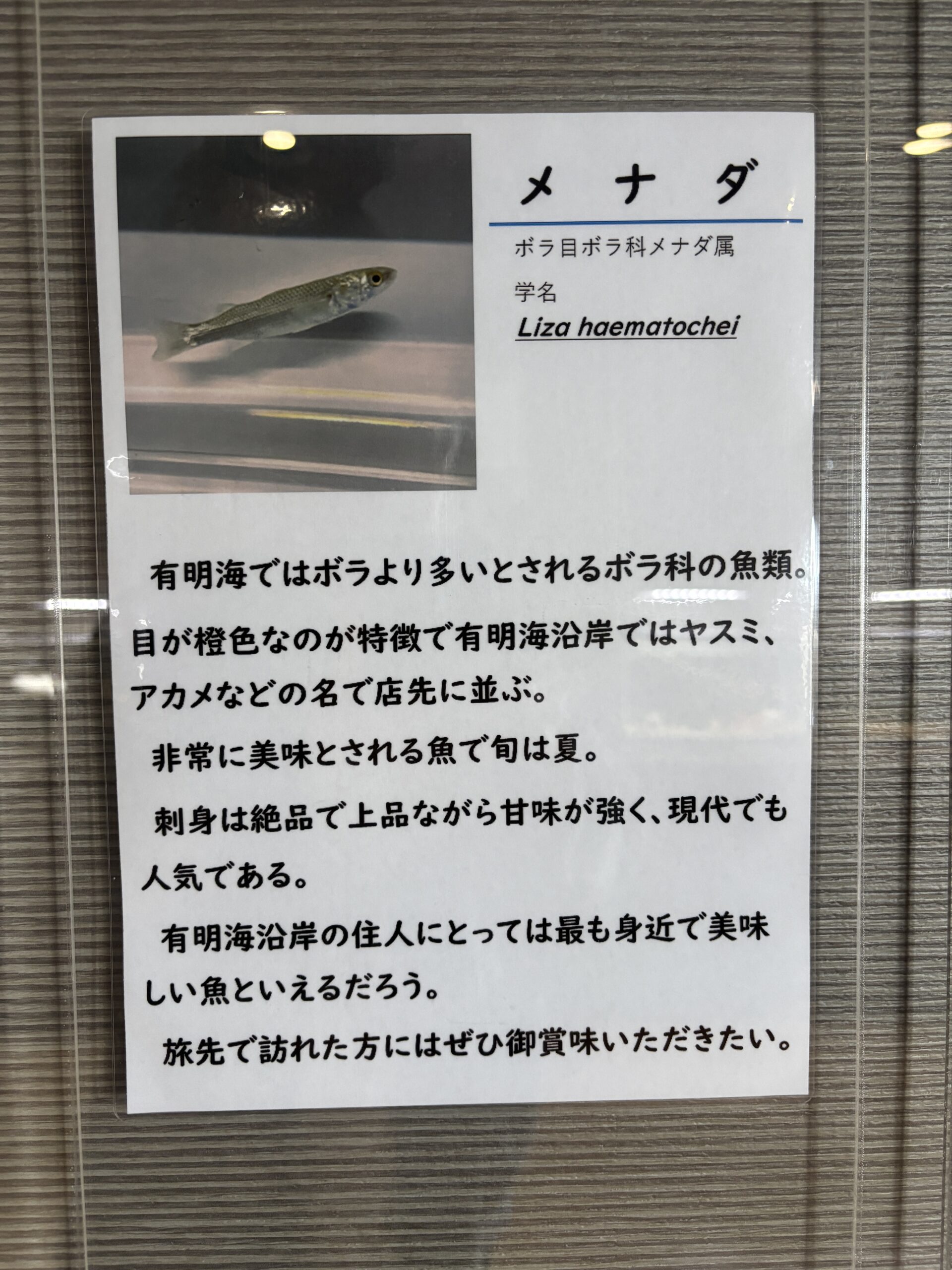 メナダの説明🐟『有明海ではボラより多い』『刺身は絶品』……そして『旬は夏』😭