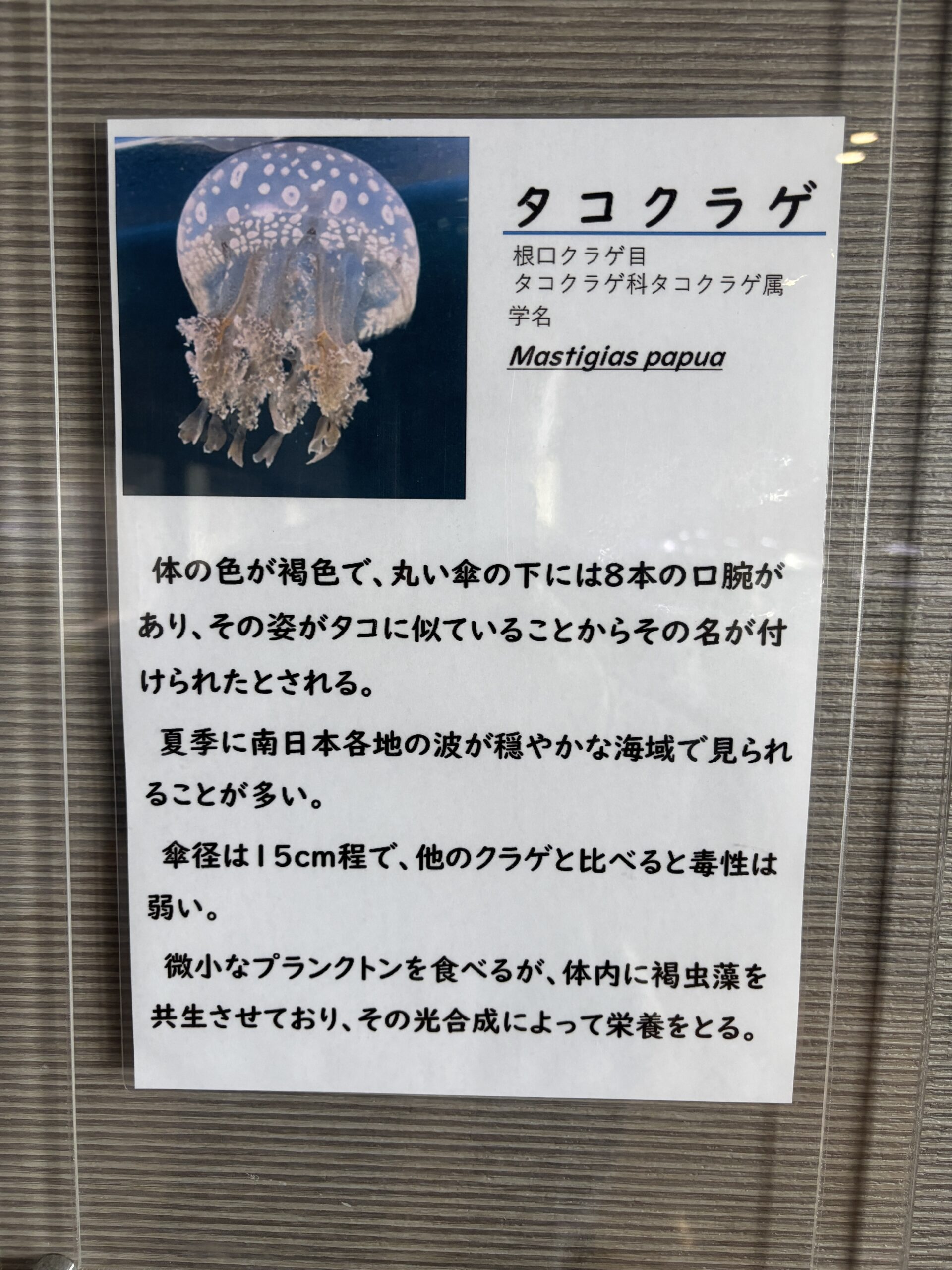 タコクラゲの説明🤝体の中に褐虫藻を住まわせて、光合成で栄養をもらっています☀️