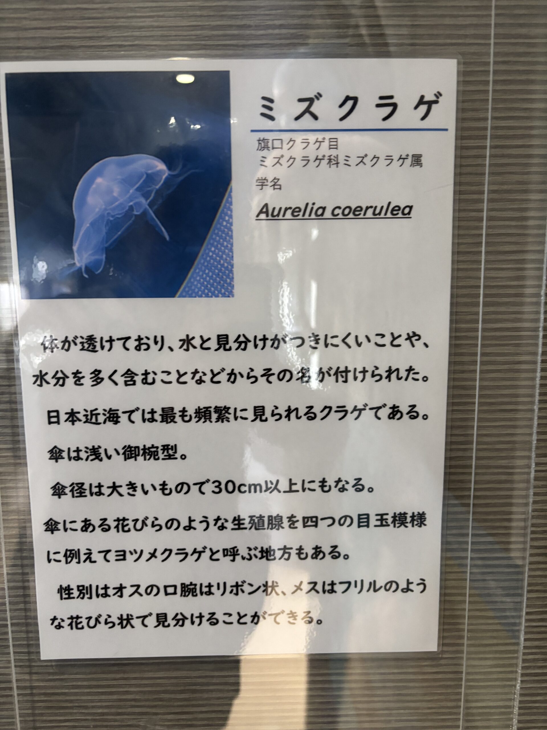 ミズクラゲの説明🫧オスの口腕はリボン、メスはフリルで見分けられるそうです🎀