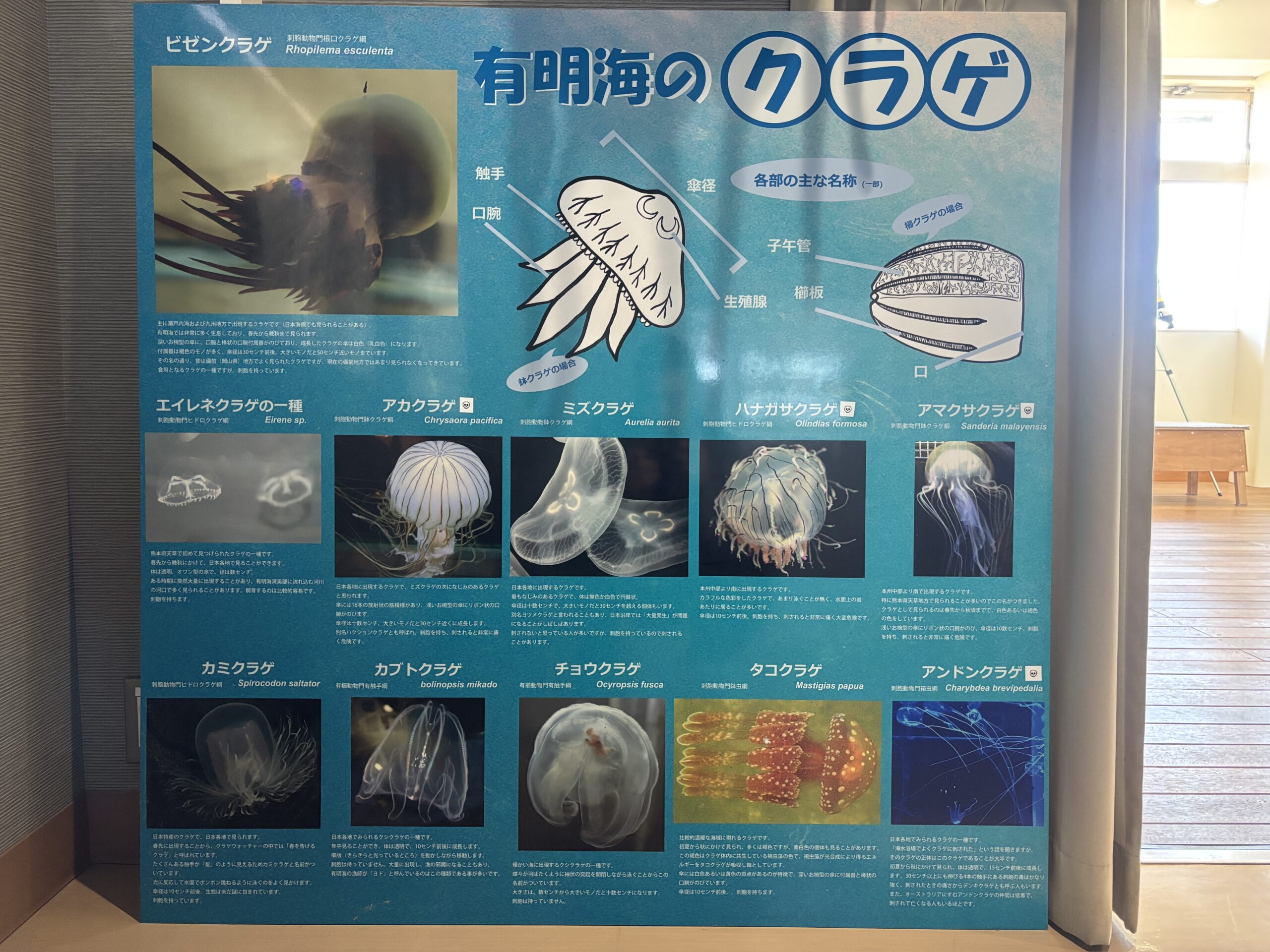 壁の大パネル『有明海のクラゲ』🪼左上のビゼンクラゲは食べられるクラゲです🥢