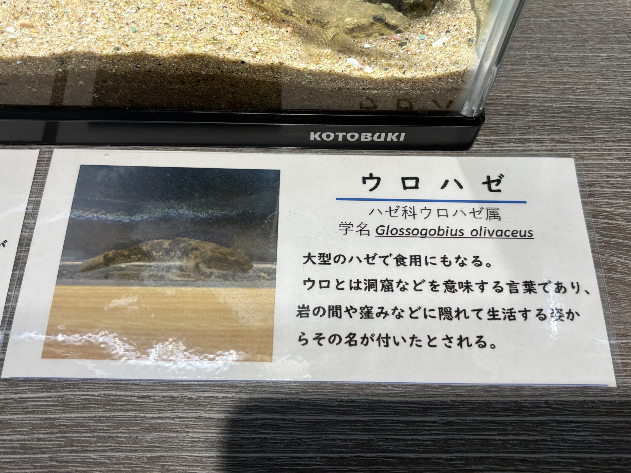 ウロハゼの説明🕳️ウロとは洞窟のこと、岩の間に隠れて暮らす大型のハゼです📏