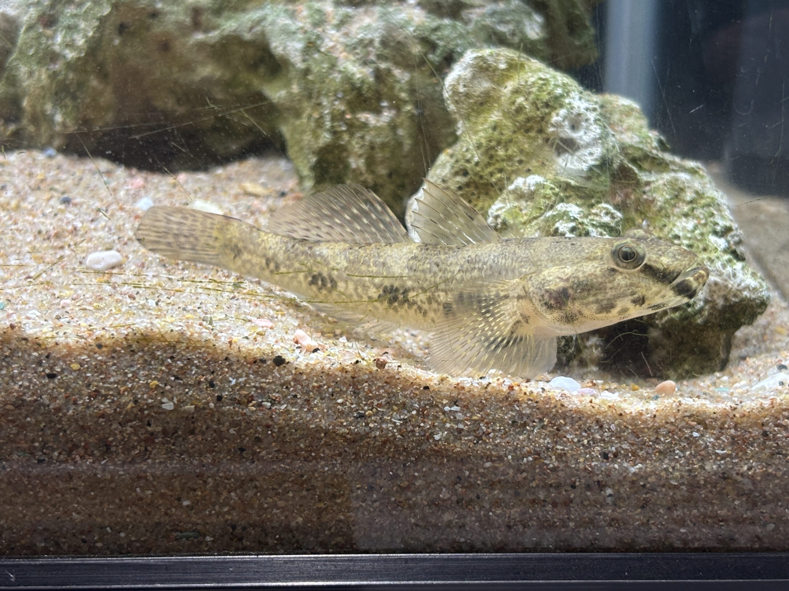 ウロハゼの実物🐟砂の上にぺたっとお腹をつけて休んでいます😌
