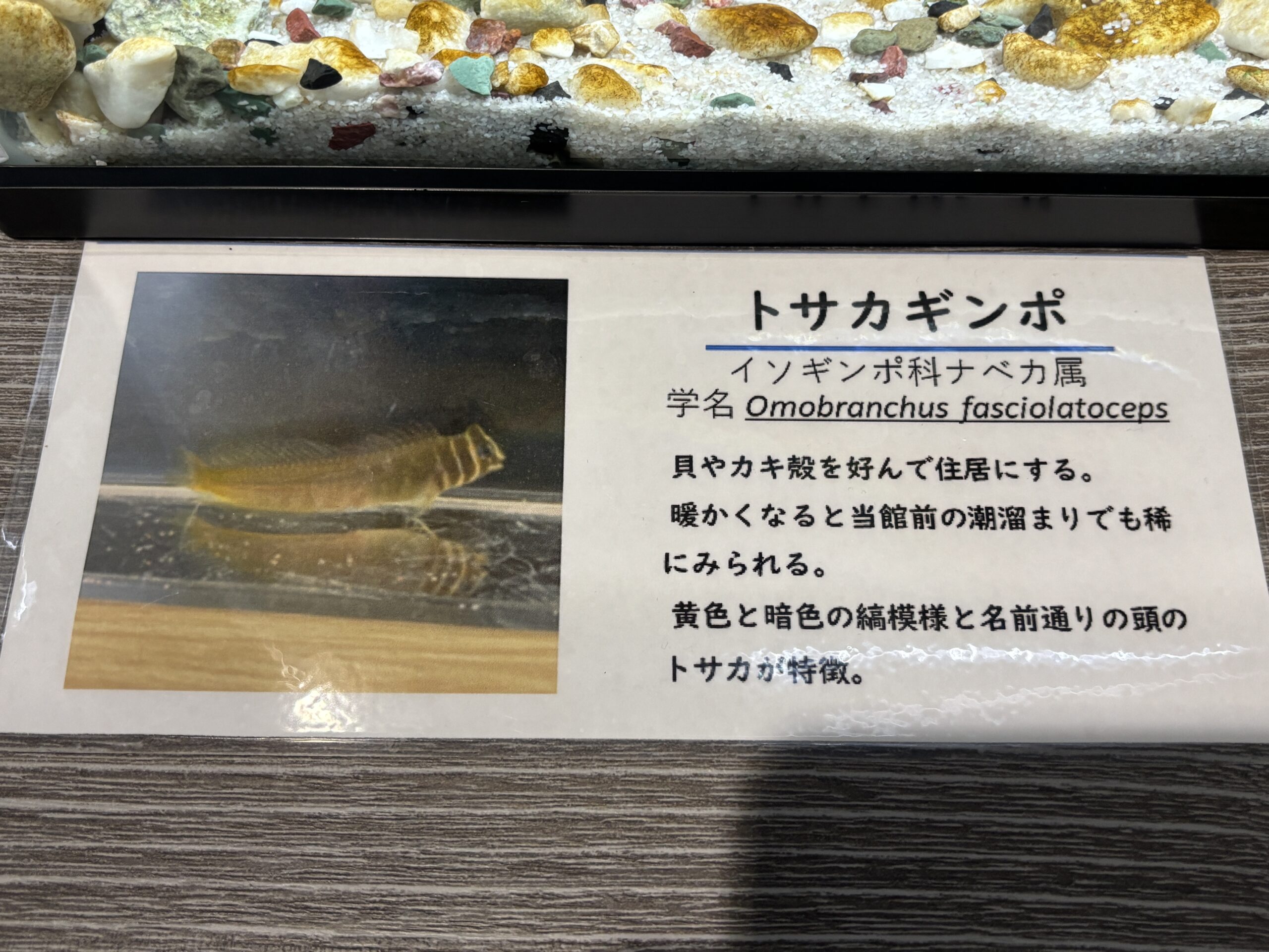 トサカギンポの説明🦪貝やカキ殻が住居、黄色と暗色の縞模様とトサカが特徴🐚