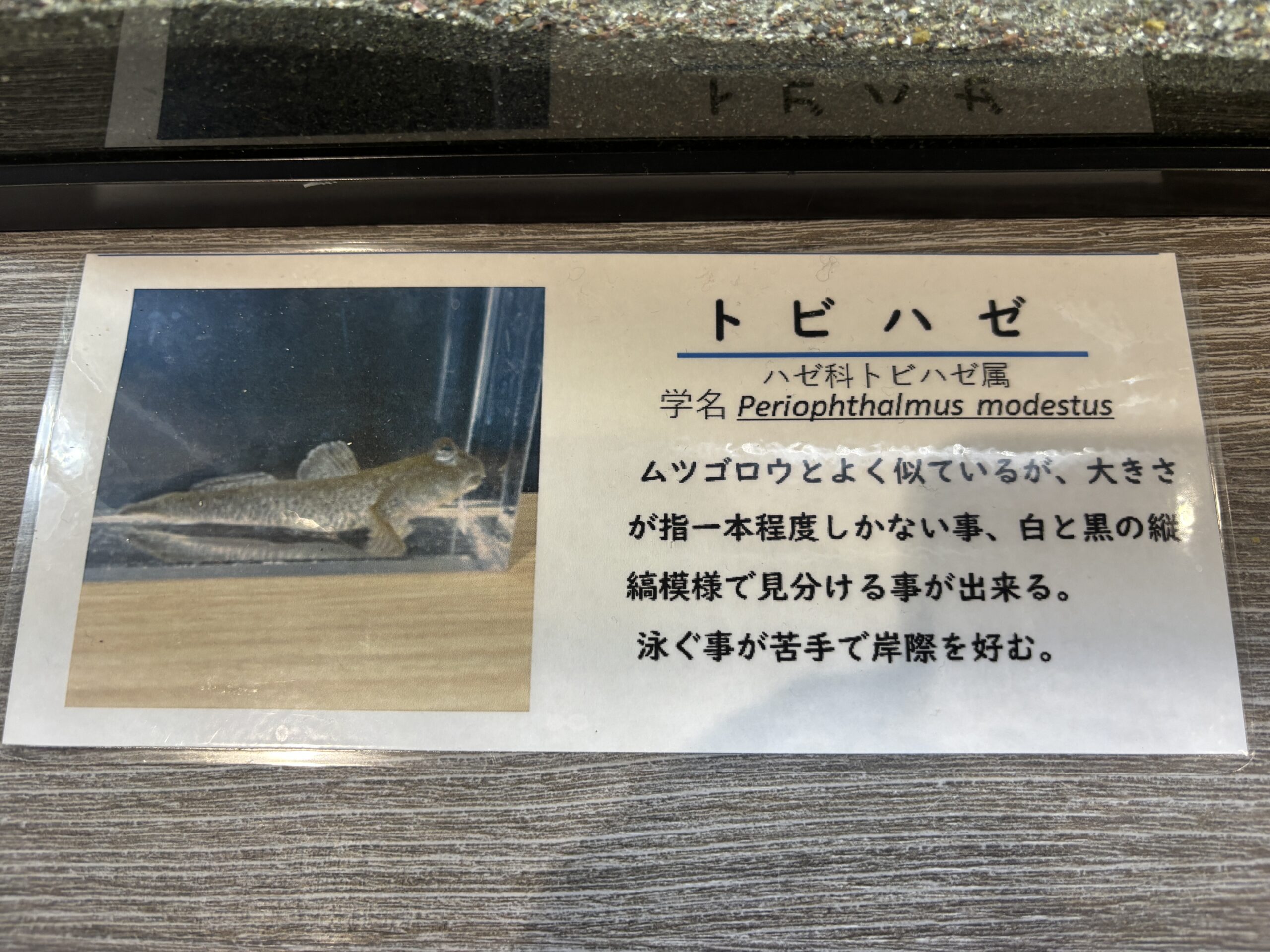 トビハゼの説明🐸ムツゴロウとの違いは指一本くらいの大きさと白黒の縦縞🦓