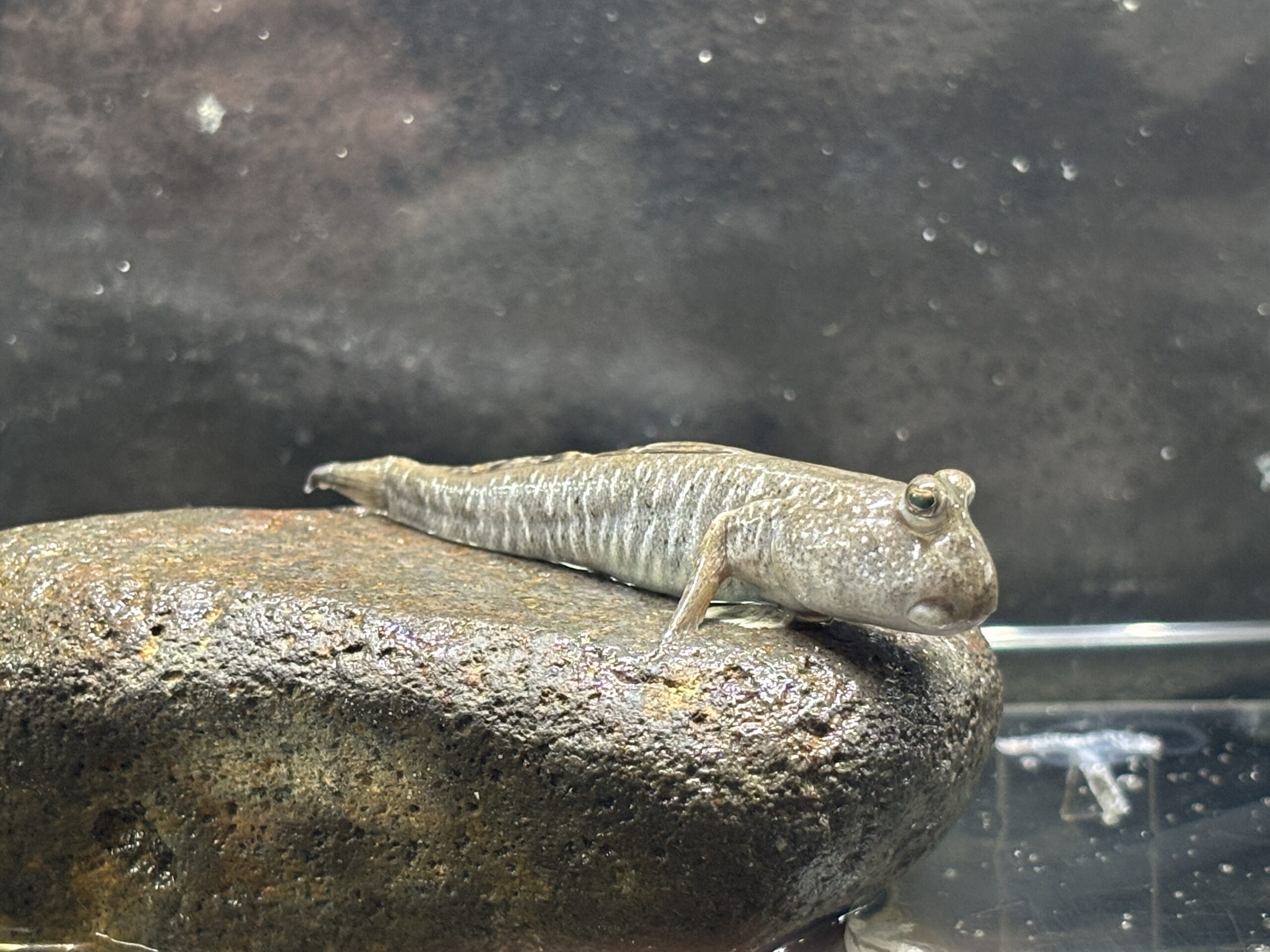 トビハゼの実物🐸岩の上でくつろぐ姿、体の縞模様が見えます👀