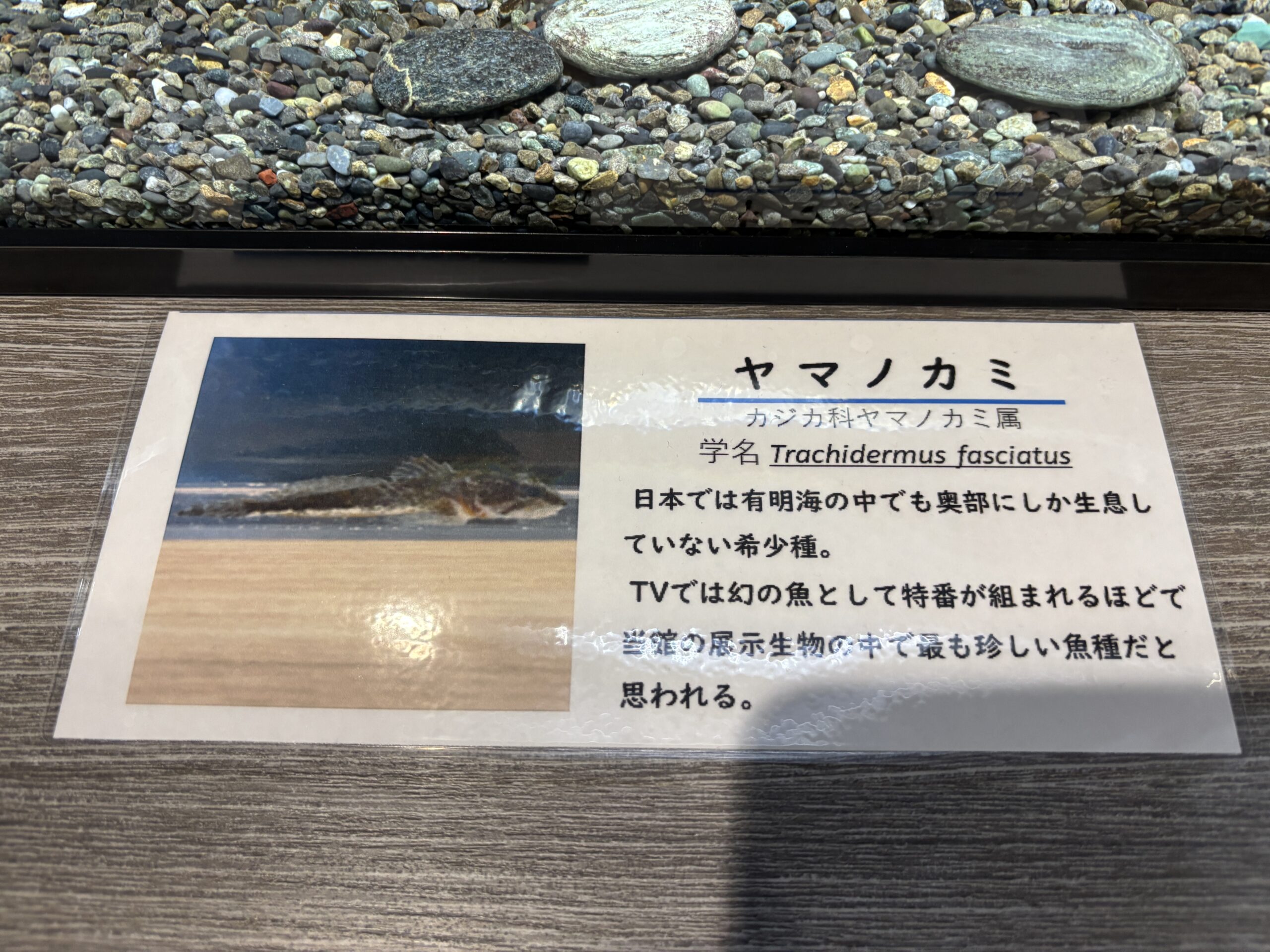ヤマノカミの説明💎有明海の奥部にしかいない希少種、テレビで特番が組まれた幻の魚✨