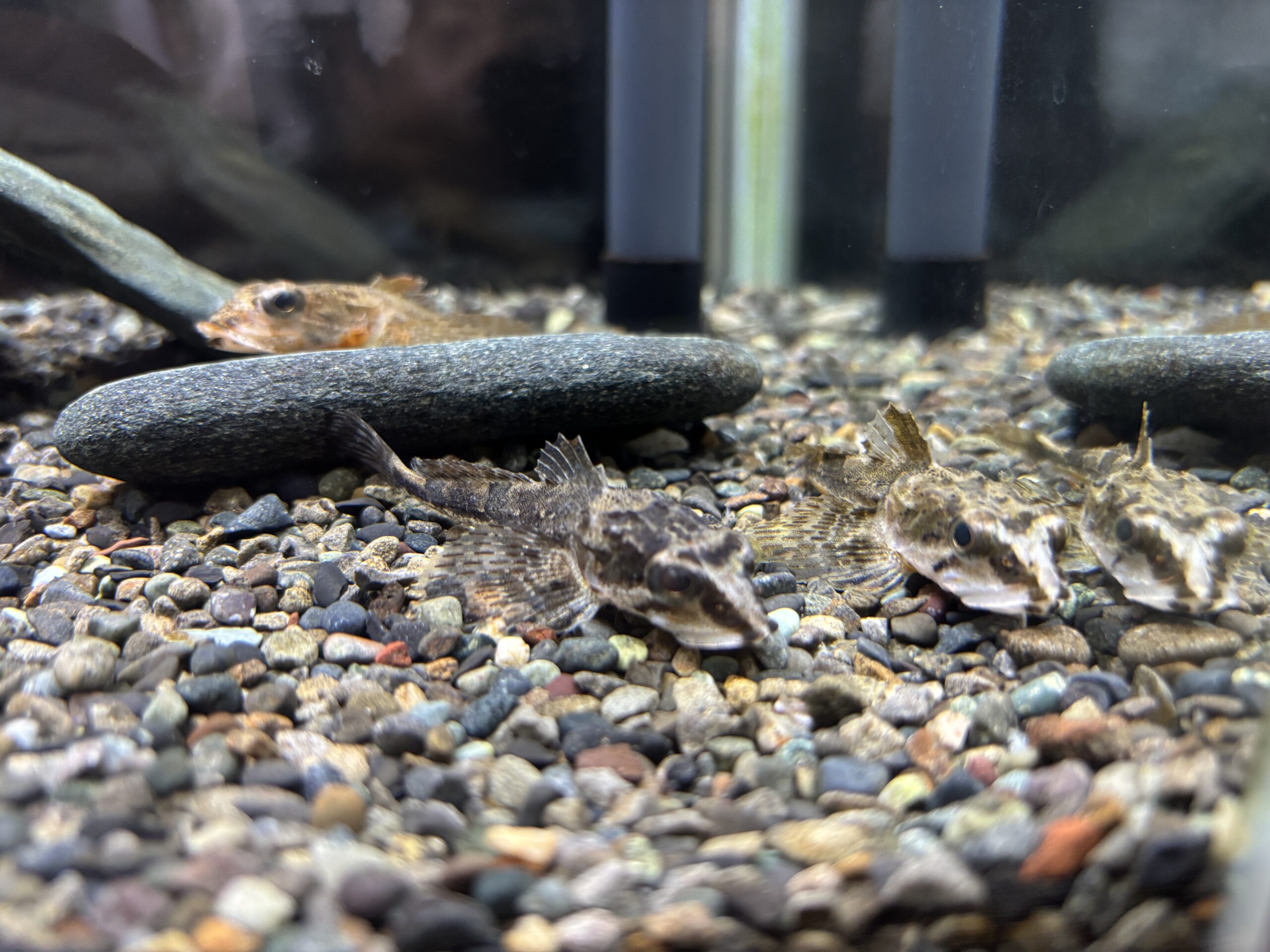 ヤマノカミの実物🏔️石と見分けがつかない模様で何匹も並んでいます🐟
