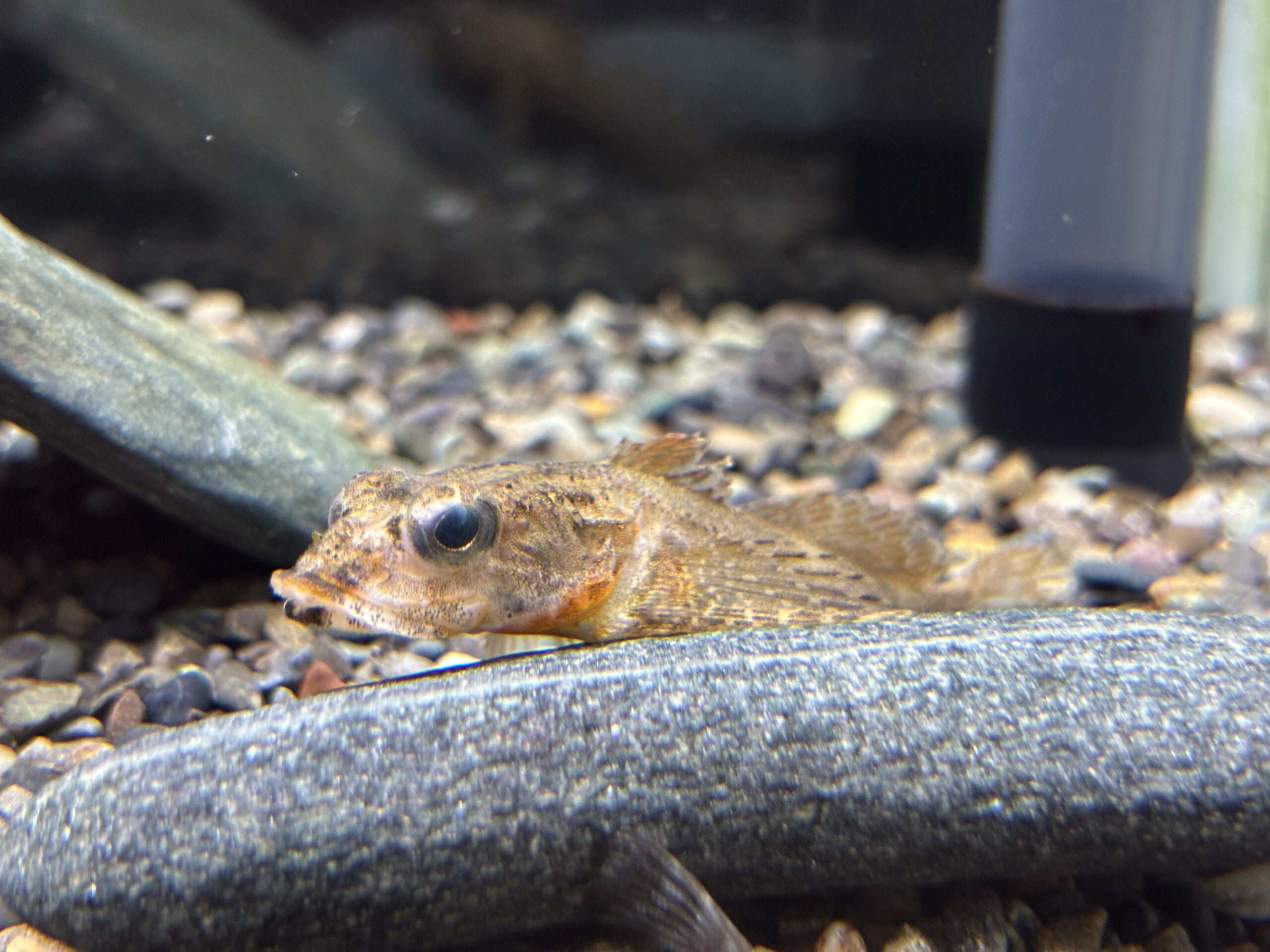 同じ水槽の茶色っぽい一匹👀幻の魚と目が合いました😳