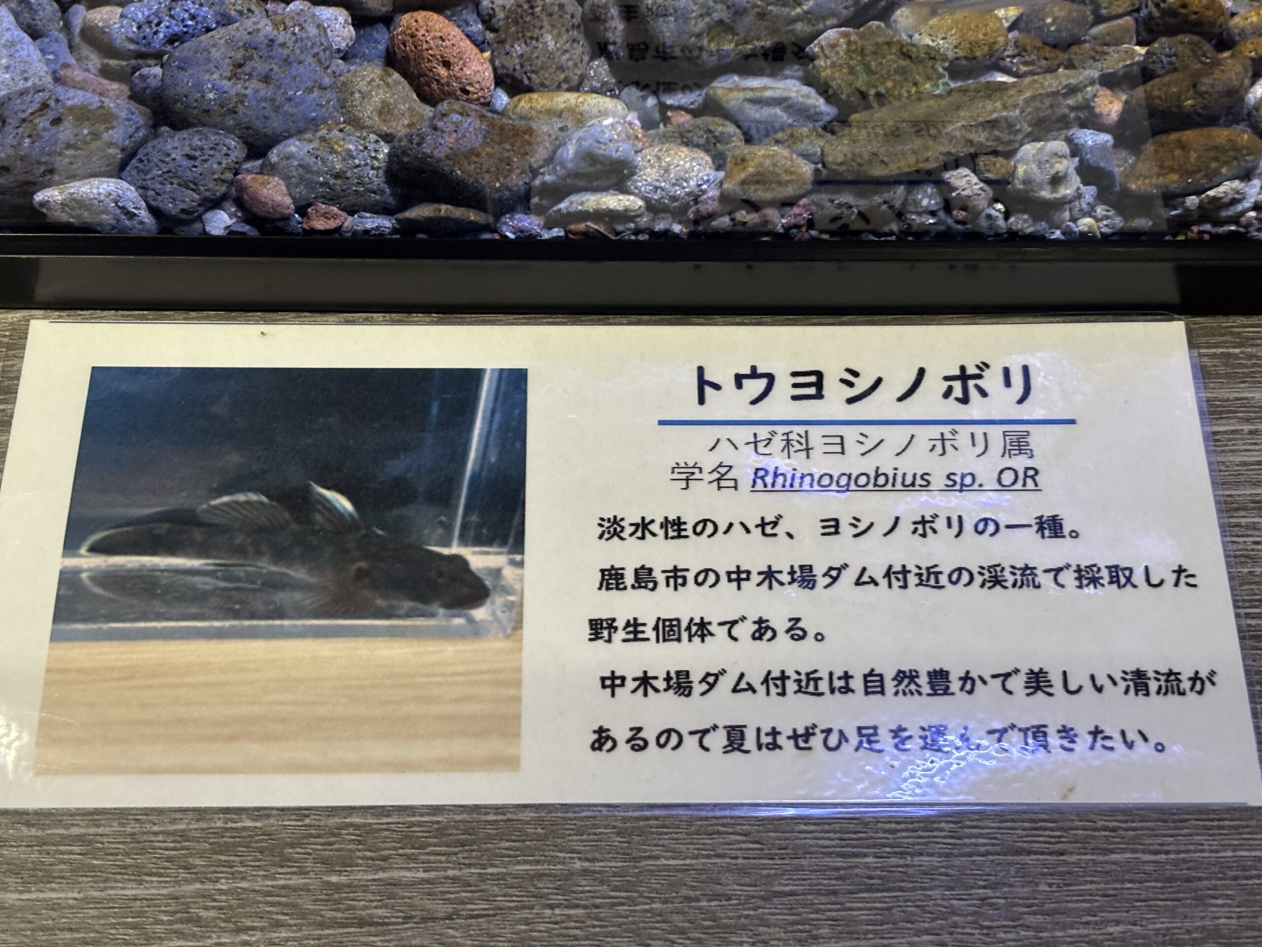 トウヨシノボリの説明💧鹿島市の中木場ダム付近の渓流で採った野生の子です🏞️