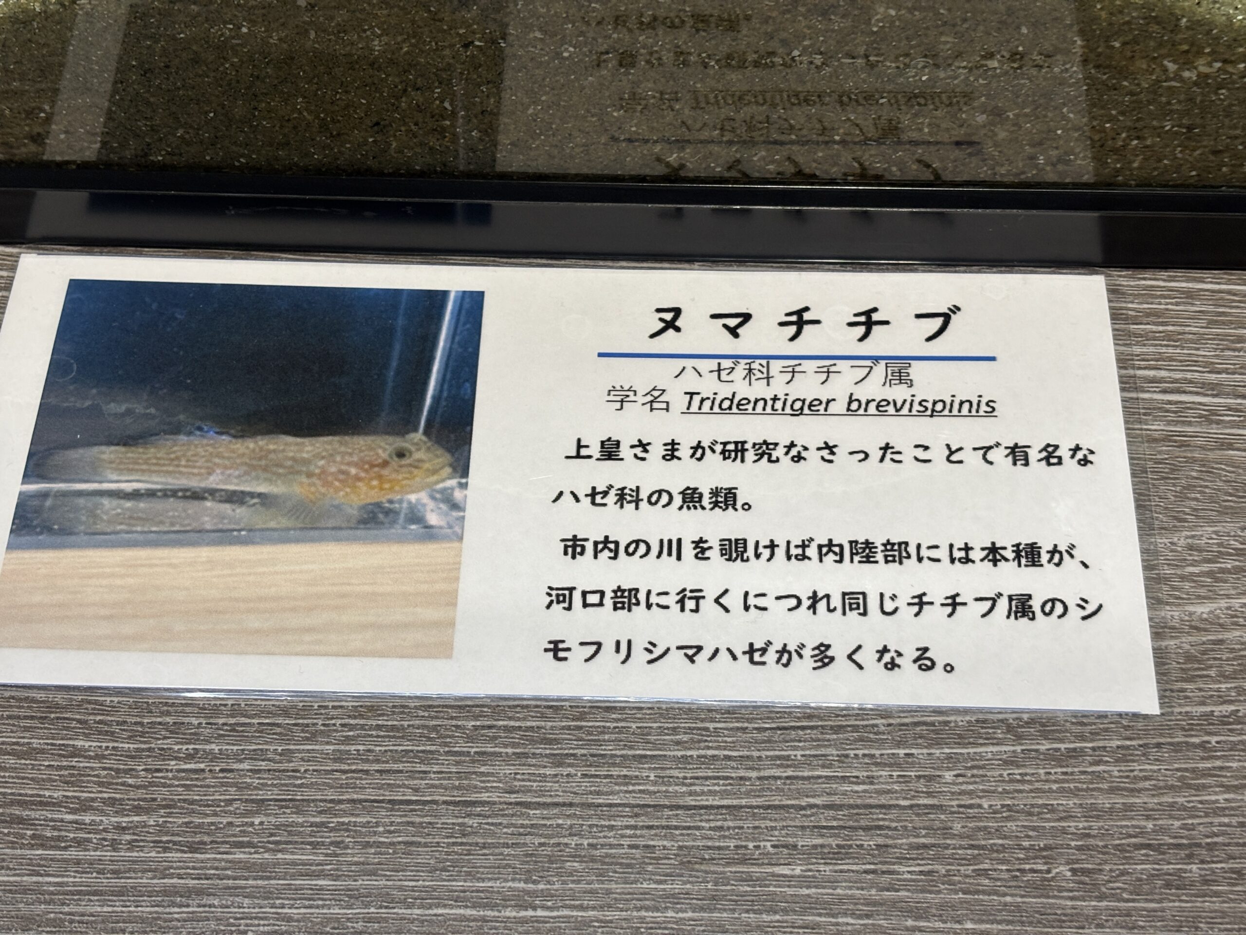ヌマチチブの説明🙇上皇さまが研究なさったことで有名なハゼです📚