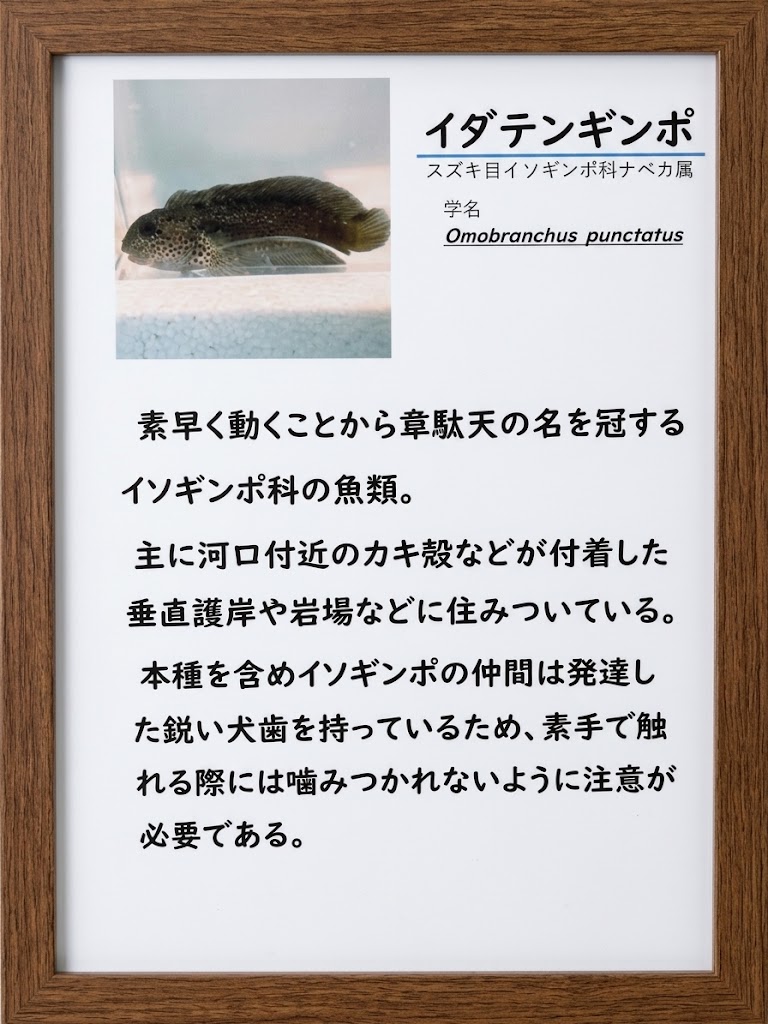イダテンギンポの説明💨素早く動くから韋駄天、しかも鋭い犬歯持ち🦷