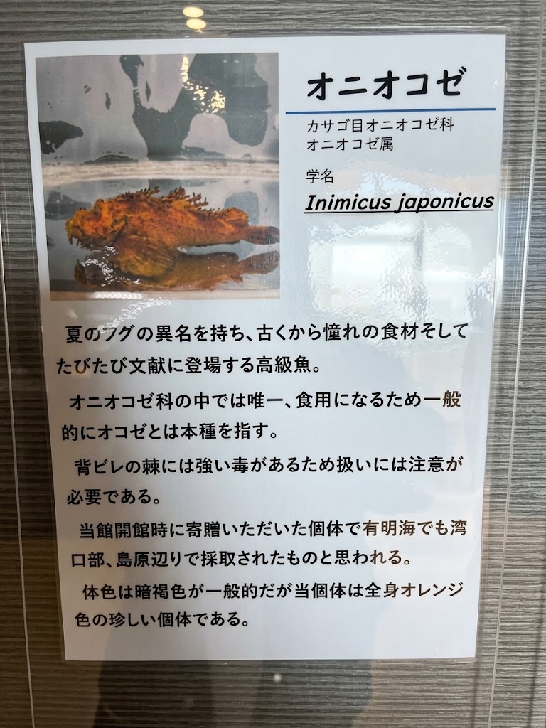 オニオコゼの説明📖『夏のフグ』の異名を持つ高級魚、背ビレの棘には強い毒⚠️