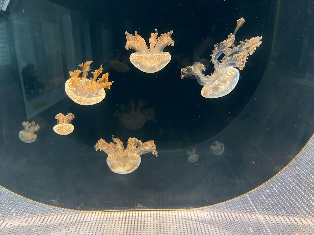 タコクラゲの実物🪼白い水玉の傘に金色のフリル、何匹もふわふわ浮いています✨