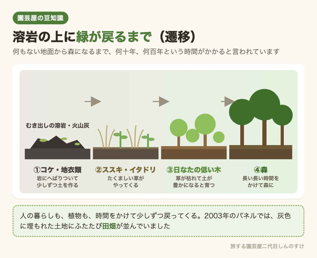 図解：溶岩の上に緑が戻るまで（遷移）🌱コケから森へ🌳