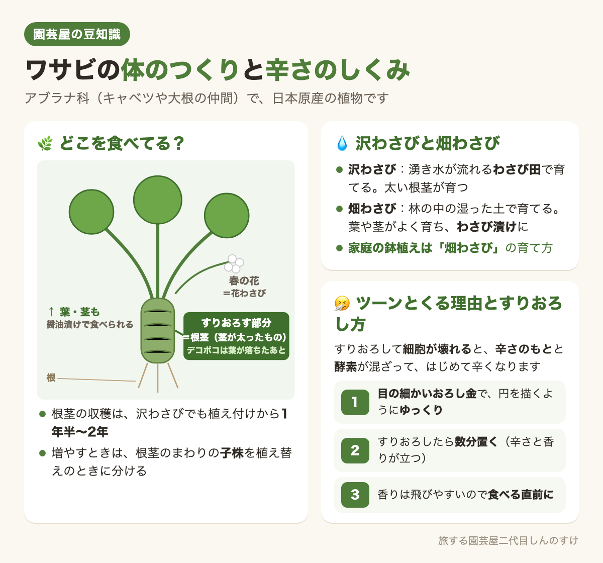 図解：ワサビの体のつくりと辛さのしくみ🌿すりおろし方のコツも🤧