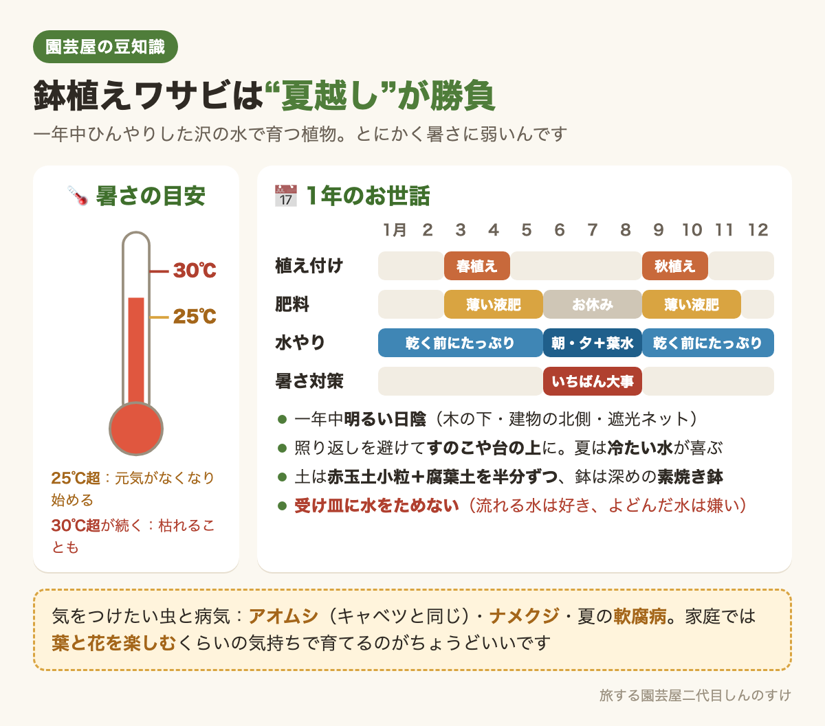 図解：鉢植えワサビは夏越しが勝負🥵1年のお世話カレンダー📅