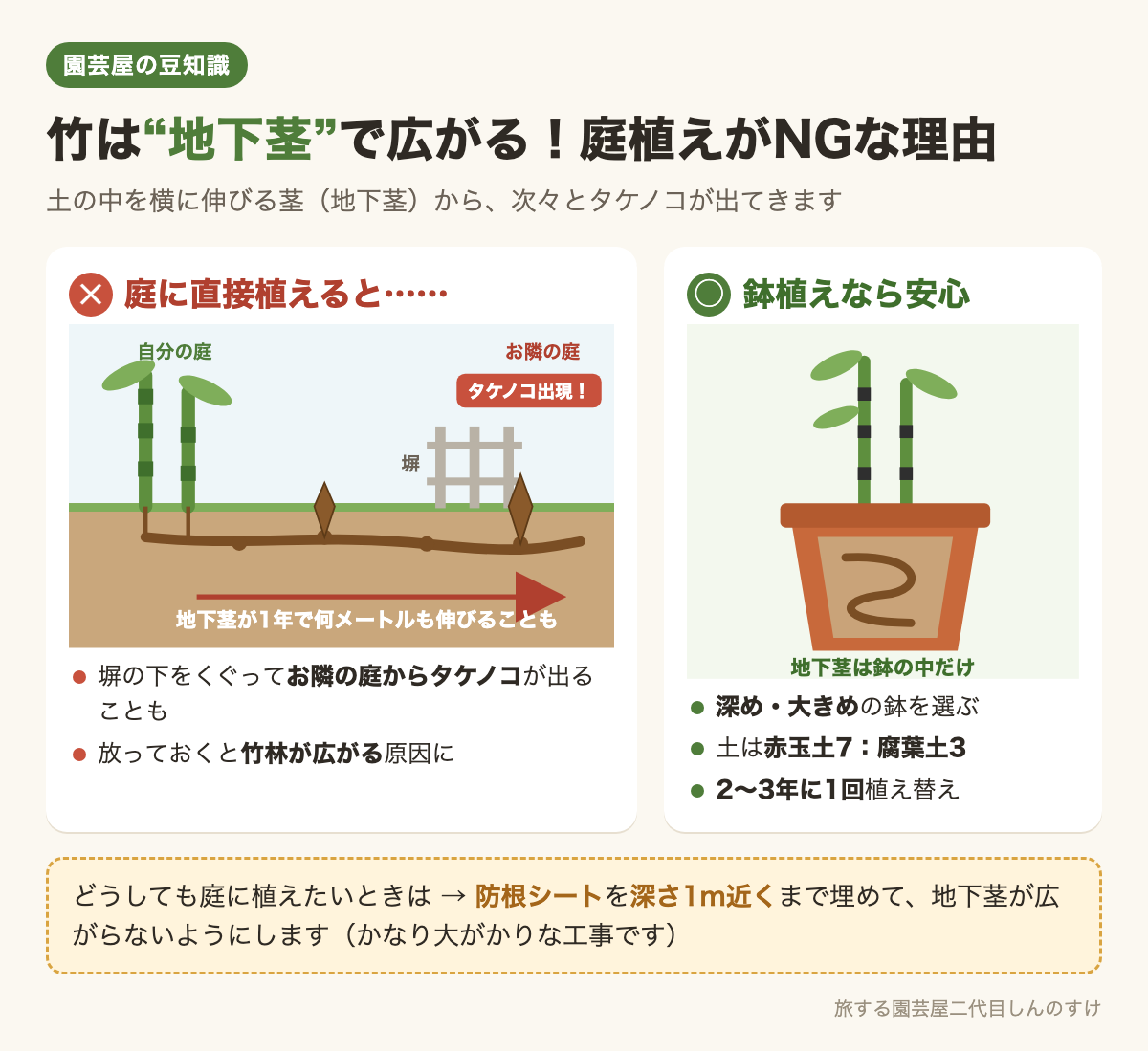 図解①竹は地下茎で広がる🎋庭植えはNG、鉢植えなら安心🪴