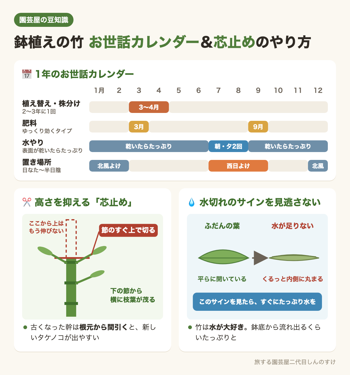 図解②鉢植えの竹のお世話カレンダーと芯止め✂️水切れのサインも💧