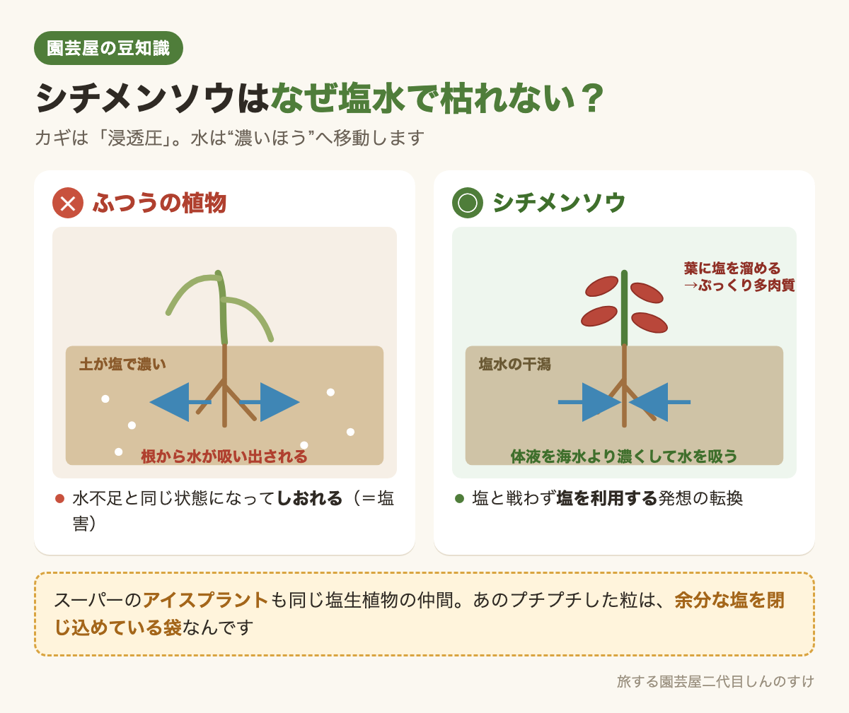 図解：シチメンソウはなぜ塩水で枯れない？🧂浸透圧のしくみ💡