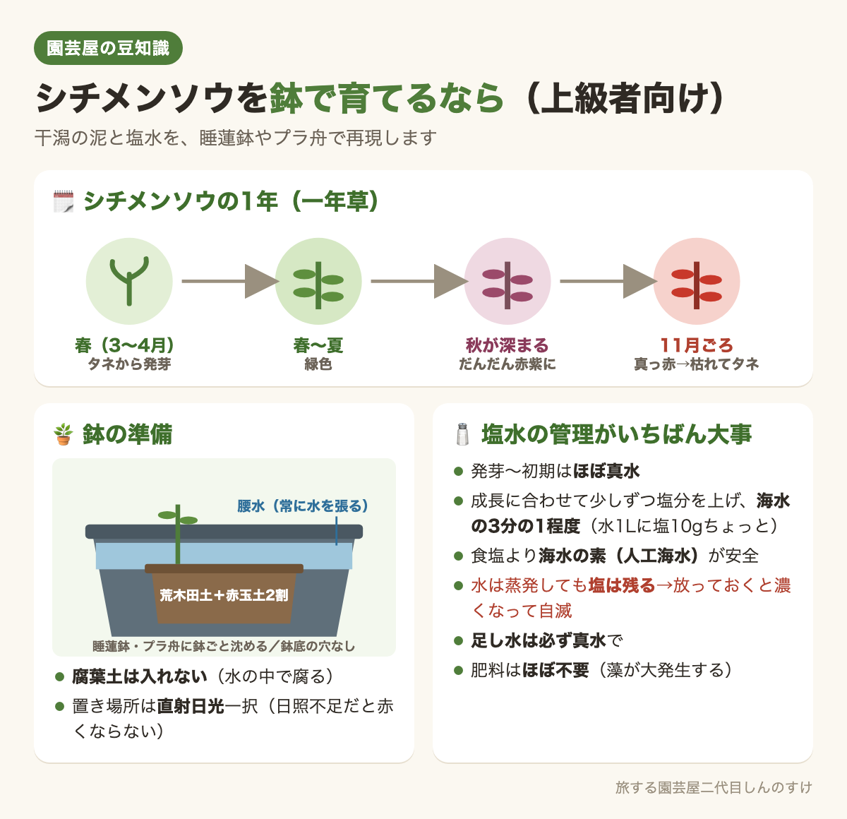 図解：シチメンソウを鉢で育てるなら🪴1年の流れと塩水の管理🌾