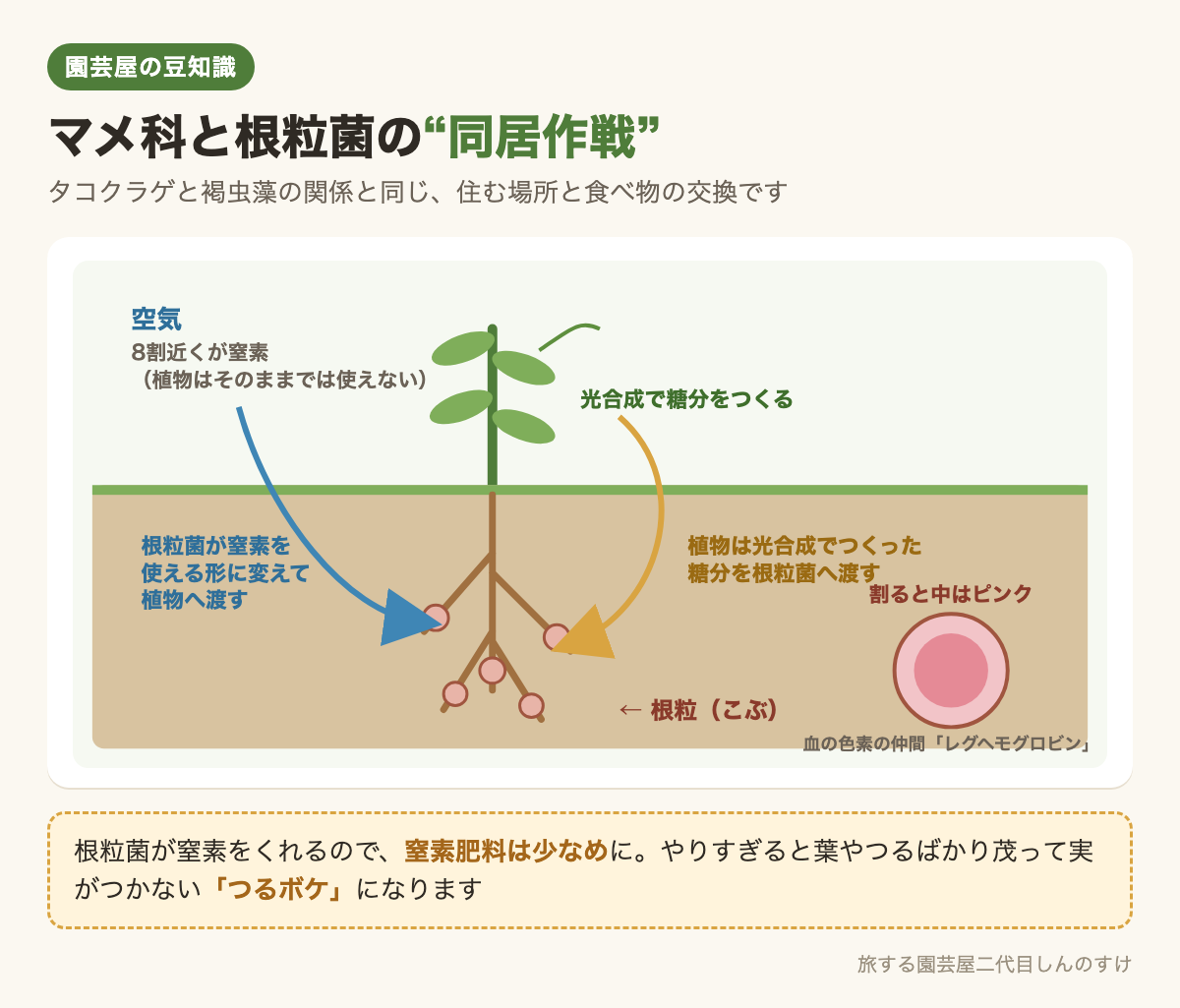 図解：マメ科と根粒菌の同居作戦🫘窒素と糖分の交換🤝
