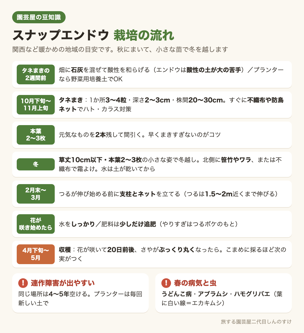 図解：スナップエンドウ栽培の流れ🫛タネまきから収穫まで🌱