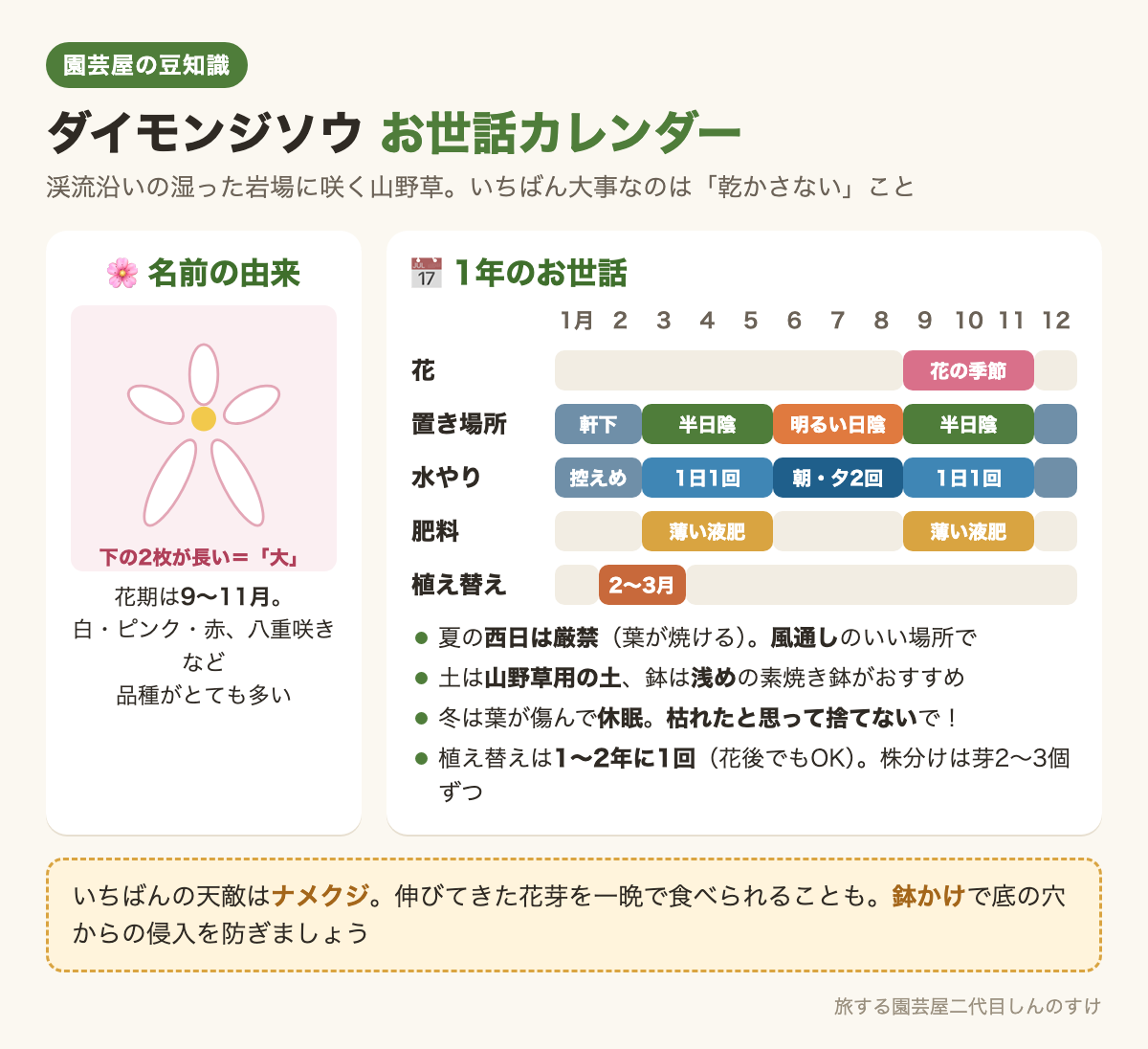 図解：ダイモンジソウのお世話カレンダー🌸名前の由来は『大』の字🤍