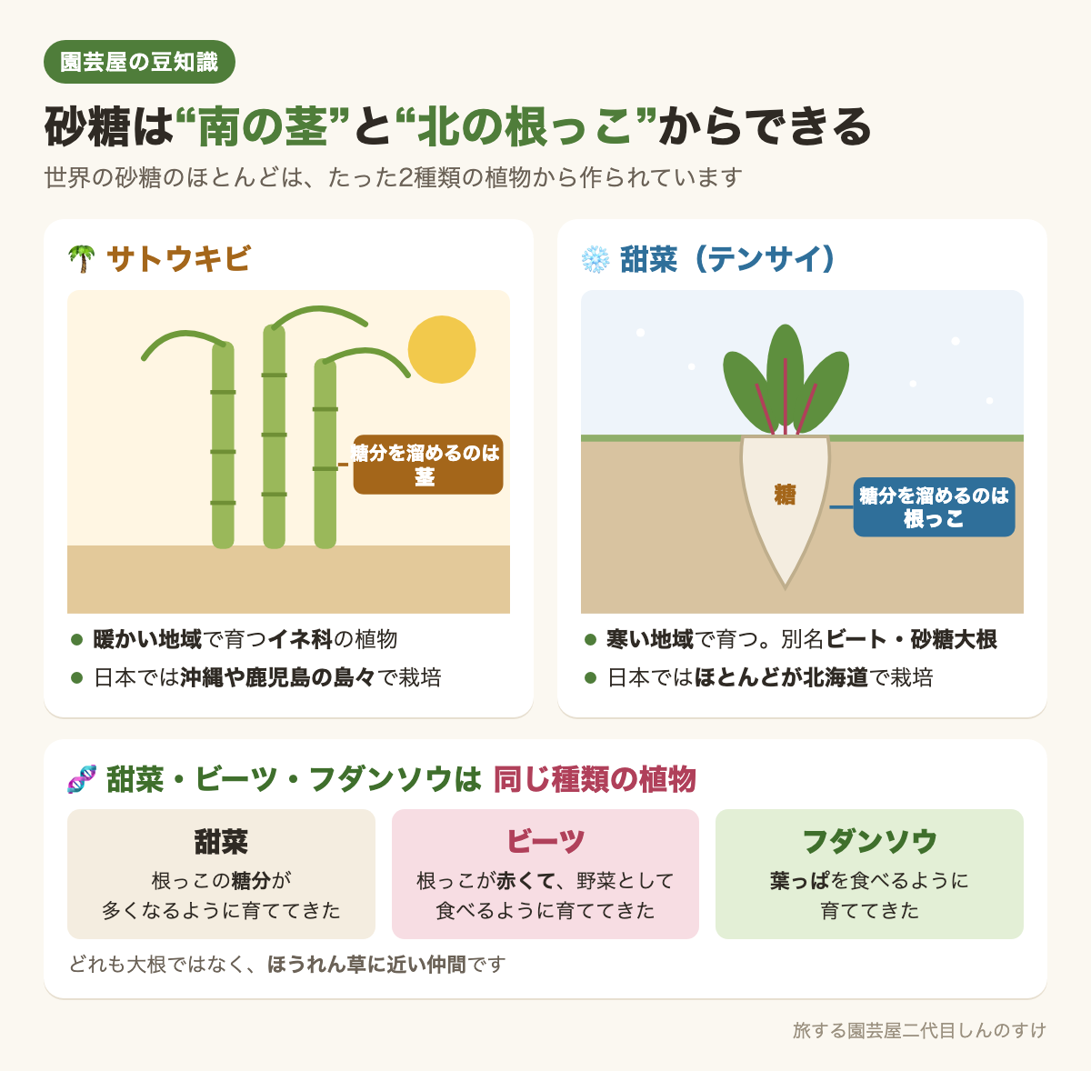 図解：砂糖は南の茎と北の根っこからできる🎋甜菜・ビーツ・フダンソウは同じ仲間🌱