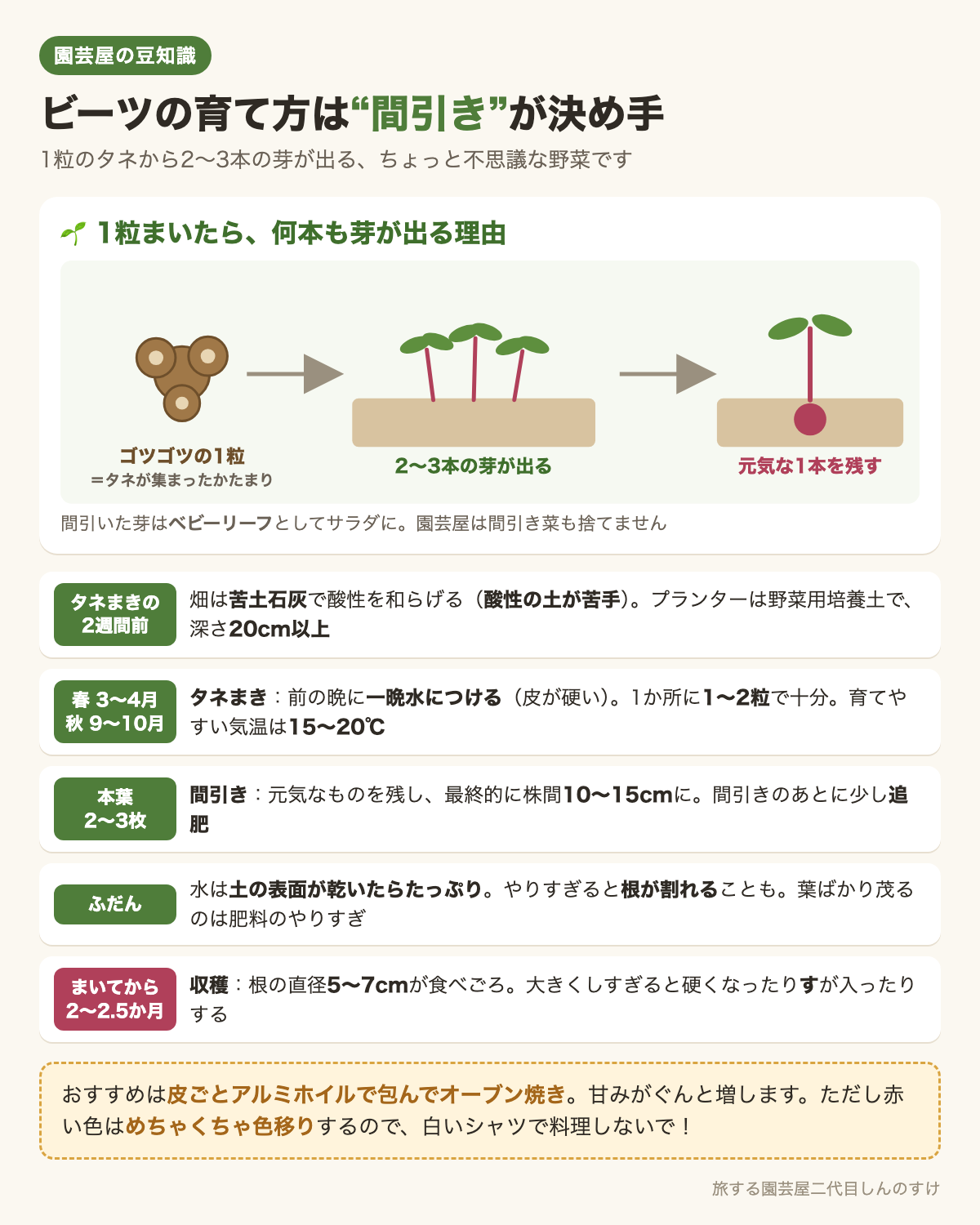 図解：ビーツの育て方は間引きが決め手✂️タネまきから収穫まで❤️